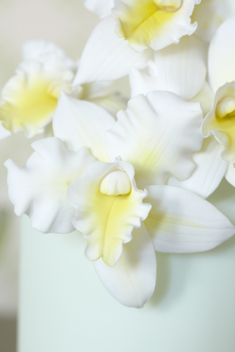 White-Orchids-2704.jpg